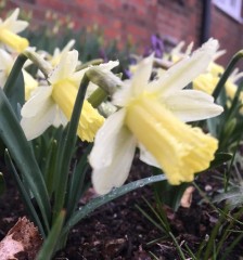 Narcissus (Daffodil) - Dwarf, 'Snow Baby'.
